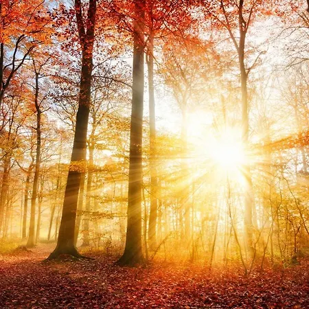 Great Winterberg Woods * Medebach